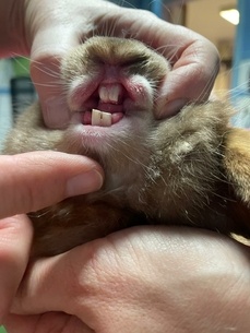 Le beau sourire du lapin Rambo après son limage dentaire !