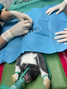 La chirurgie de castration du lapin Grizmo.